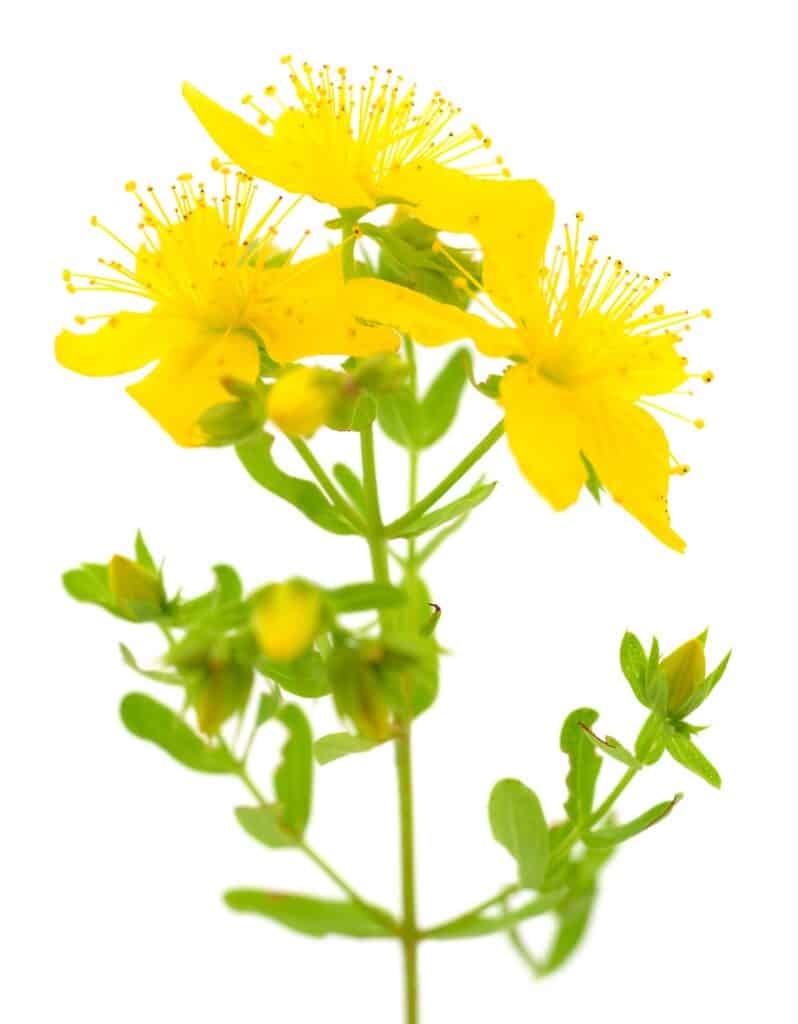 St John S Wort Extract Hypericum Perforatum L Supplement