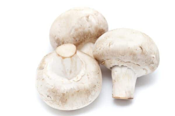 Agaricus Bisporus Extract Agaricus bisporus scaled 1