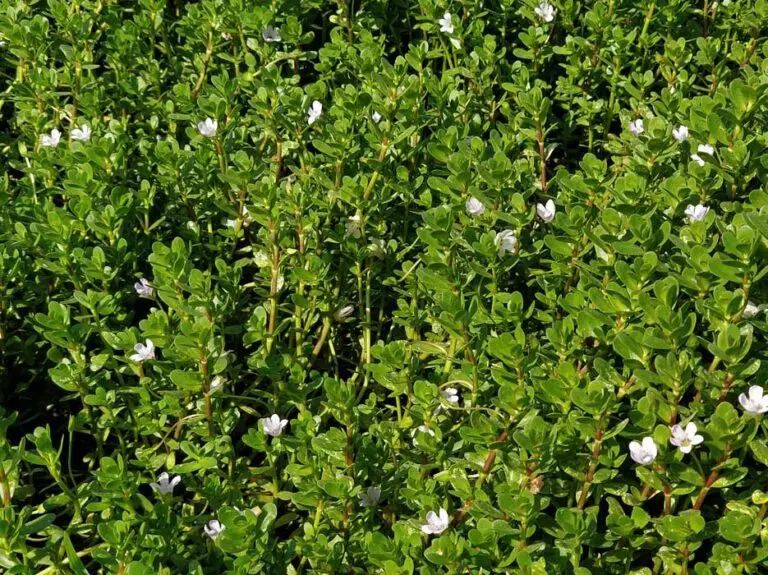 Bacopa Full bloom 768x575 1