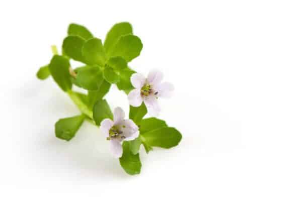 Bacopa Monnieri ExtractBrahmi Extract Bacopa monnieri scaled 1