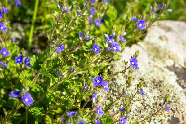 Baikal Skullcap Extract Scutellaria baicalensis scaled 1