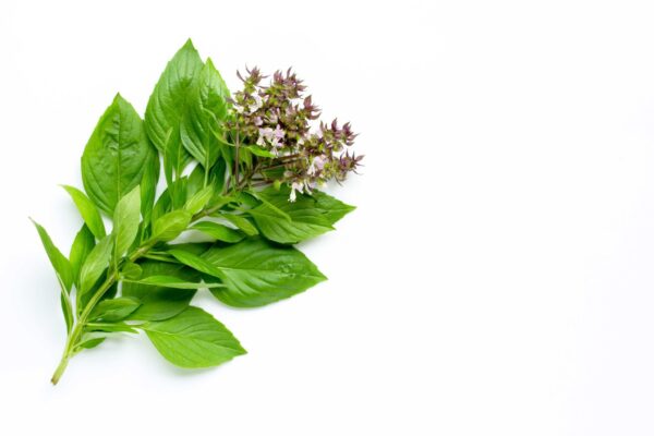 Basil Extract Ocimum basilicum scaled 1