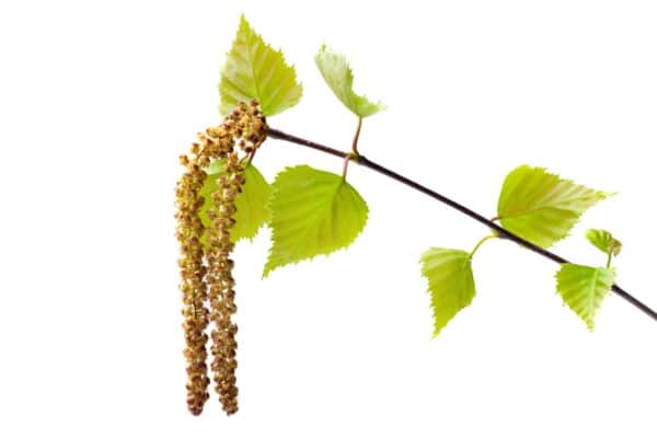 Birch Leaf Extract (Betula pendula)