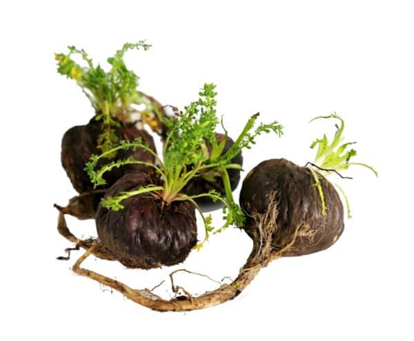 Black Maca Extract (Lepidium meyenii)