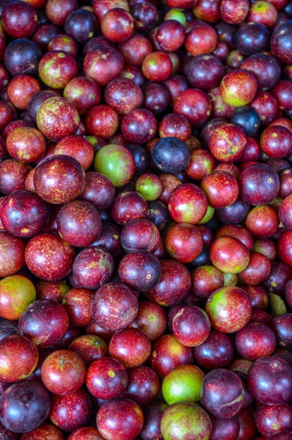 Camu Camu Extract (Myrciaria dubia)