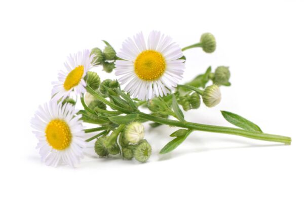 Chamomile Extract Matricaria chamomilla scaled 1