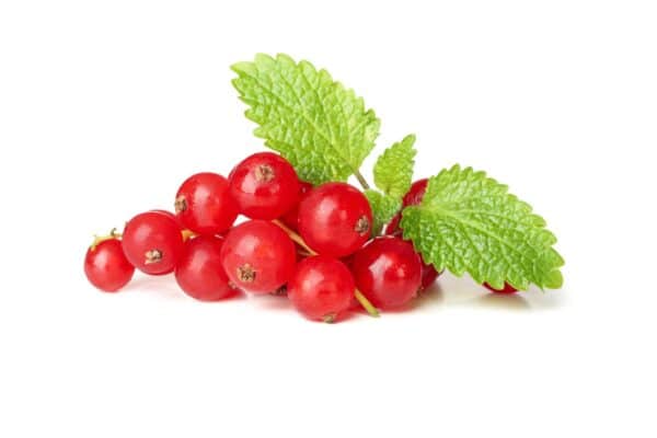 Cranberry Extract Vaccinium macrocarpon scaled 1