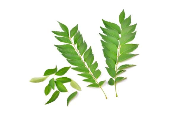 Curry Leaf Extract Murraya koenigii scaled 1