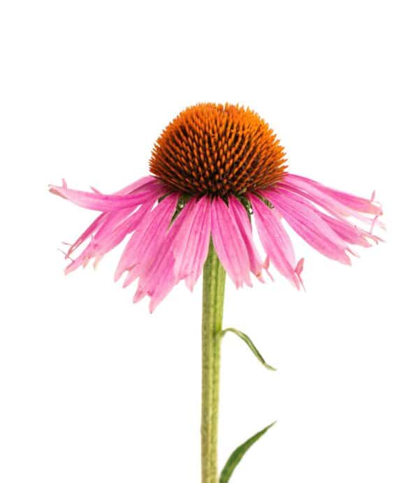 Echinacea Purpurea Extract Echinacea purpurea scaled 1 scaled