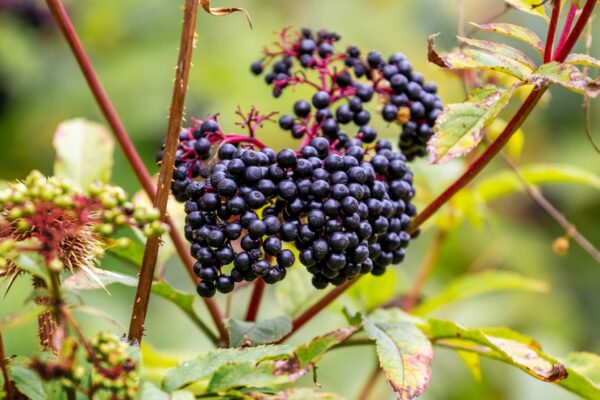 Elderberry Extract Sambucus nigra scaled 1