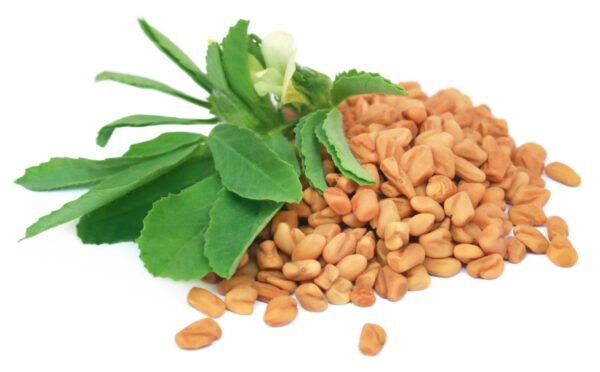 Fenugreek Extract Trigonella foenum graecum scaled 1