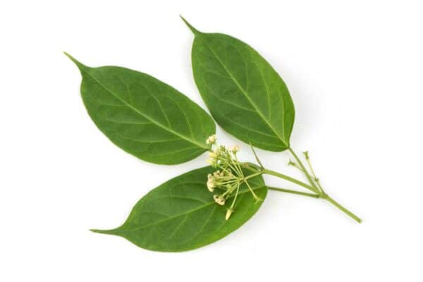 Gymnema Sylvestre Extract Gymnema sylvestre scaled 1