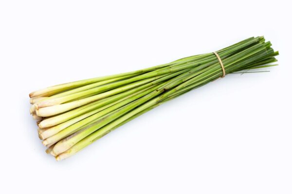 Lemongrass Extract Cymbopogon citrates scaled 1