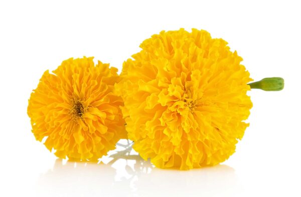 Marigold Extract Tagetes erecta scaled 1