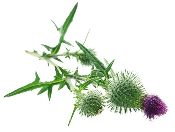 Milk Thistle Extract Silybum marianum. L scaled 1