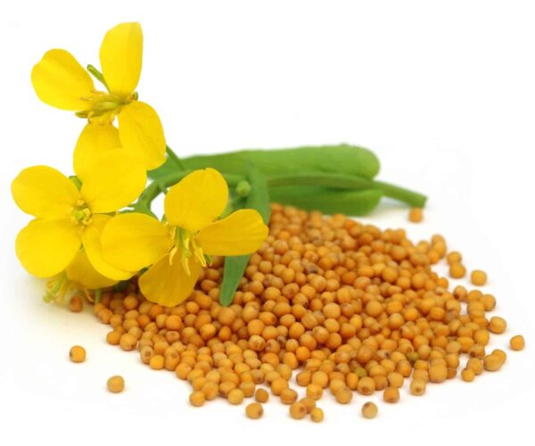 Mustard-Extract-Brassica-nigra-scaled-1.jpg