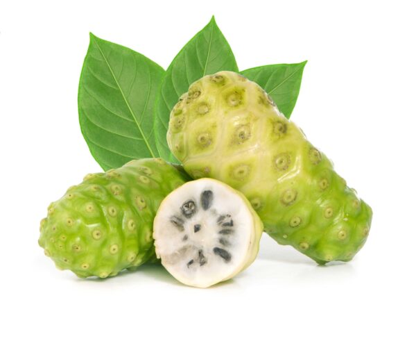 Noni Extract Morinda citrifolia scaled 1