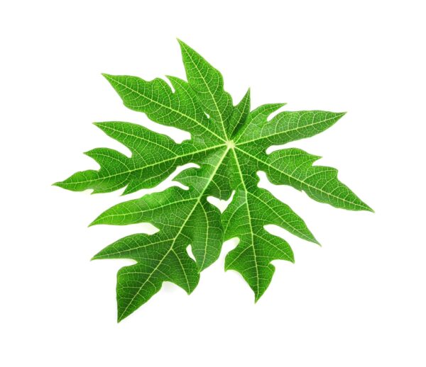 Papaya Leaf Dry Extract Carica papaya scaled 1