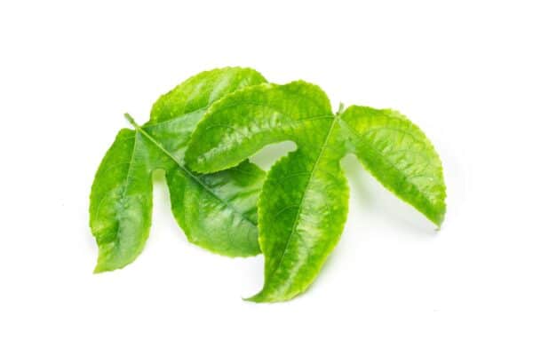 Passion Flower Leaf Extract Passiflora caerulea scaled 1