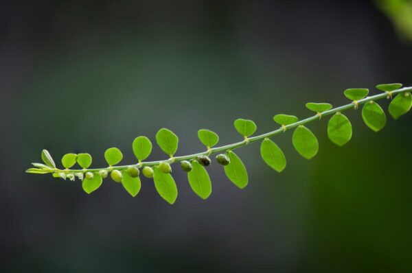 Phyllanthus Amarus ExtractPhyllanthus amarus scaled 1