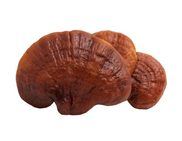 Reishi Mushroom Extract Ganoderma lucidum Karst scaled 1