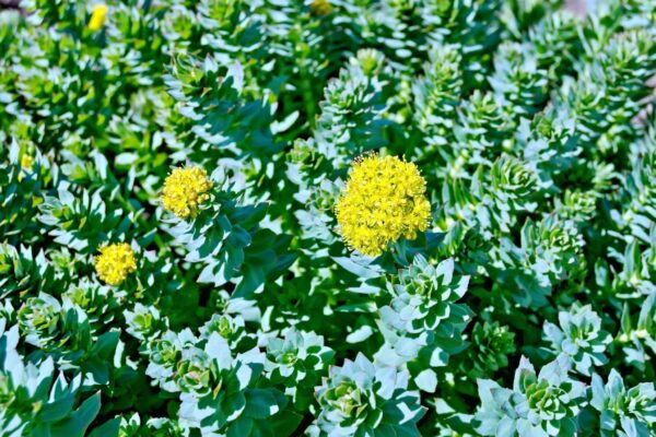 Rhodiola Crenulata Extract Rhodiola crenulata scaled 1