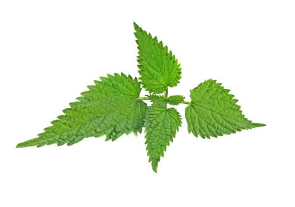 Stinging Nettle Root Extract (Urtica dioica L.)