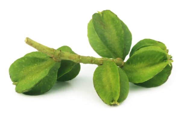 Terminalia Arjuna Extract Terminalia arjuna scaled 1