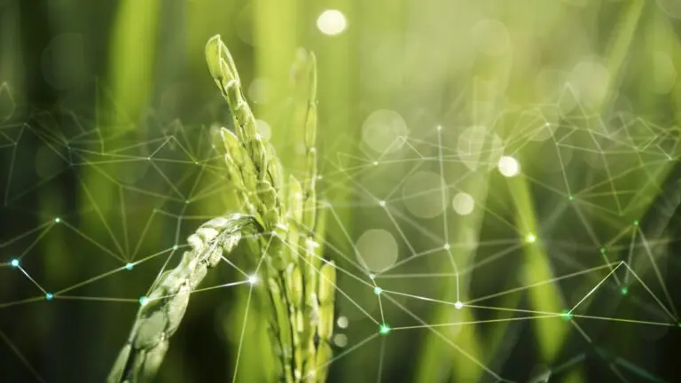 agriculture iot with rice field background 1 768x432 1