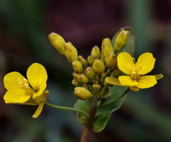 closeup-shot-yellow-beautiful-flower-scaled-1.jpg