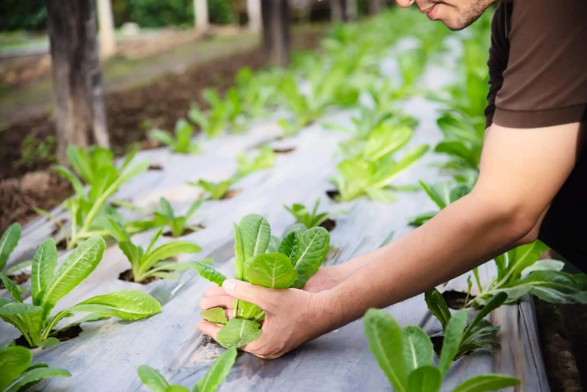 farm man working his organic lettuce garden 1 scaled 1