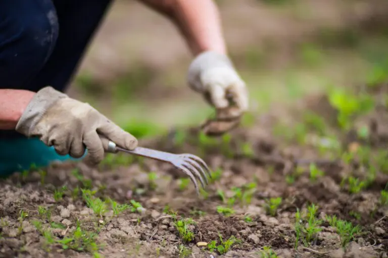 woman s hand is pinching grass weed pest control garden cultivated land close up agriculture plant growing bed row 768x512 1