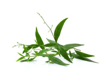 Andrographis-Paniculata-Extract-Andrographis-paniculata-scaled-1