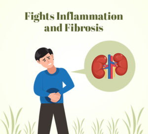 Fights Inflammation and Fibrosis 6