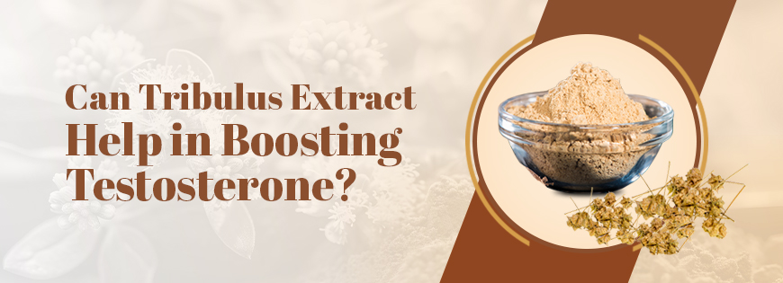 Can Tribulus Terrestris help in Boosting Testosterone?
