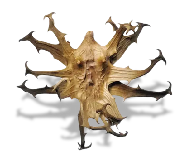 Devils-claw