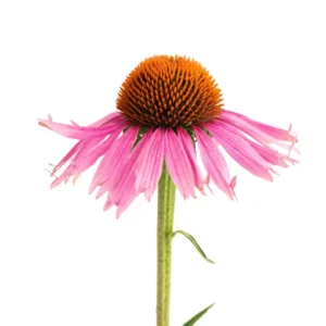 Echinacea