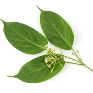 Gymnema-Sylvestre