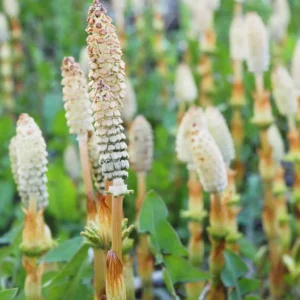 Horsetail-Extract
