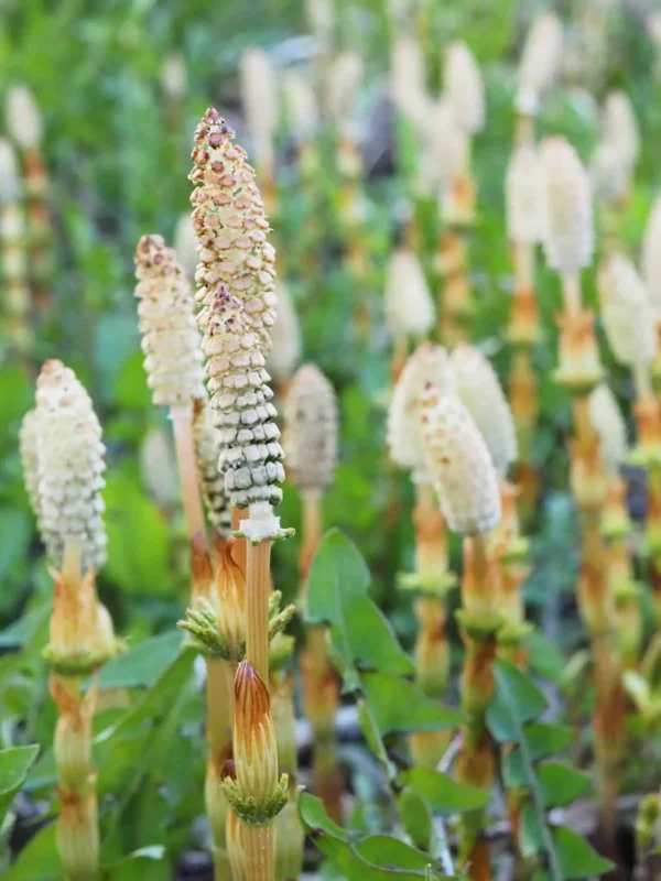 Horsetail-Extract