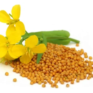 Mustard-Extract