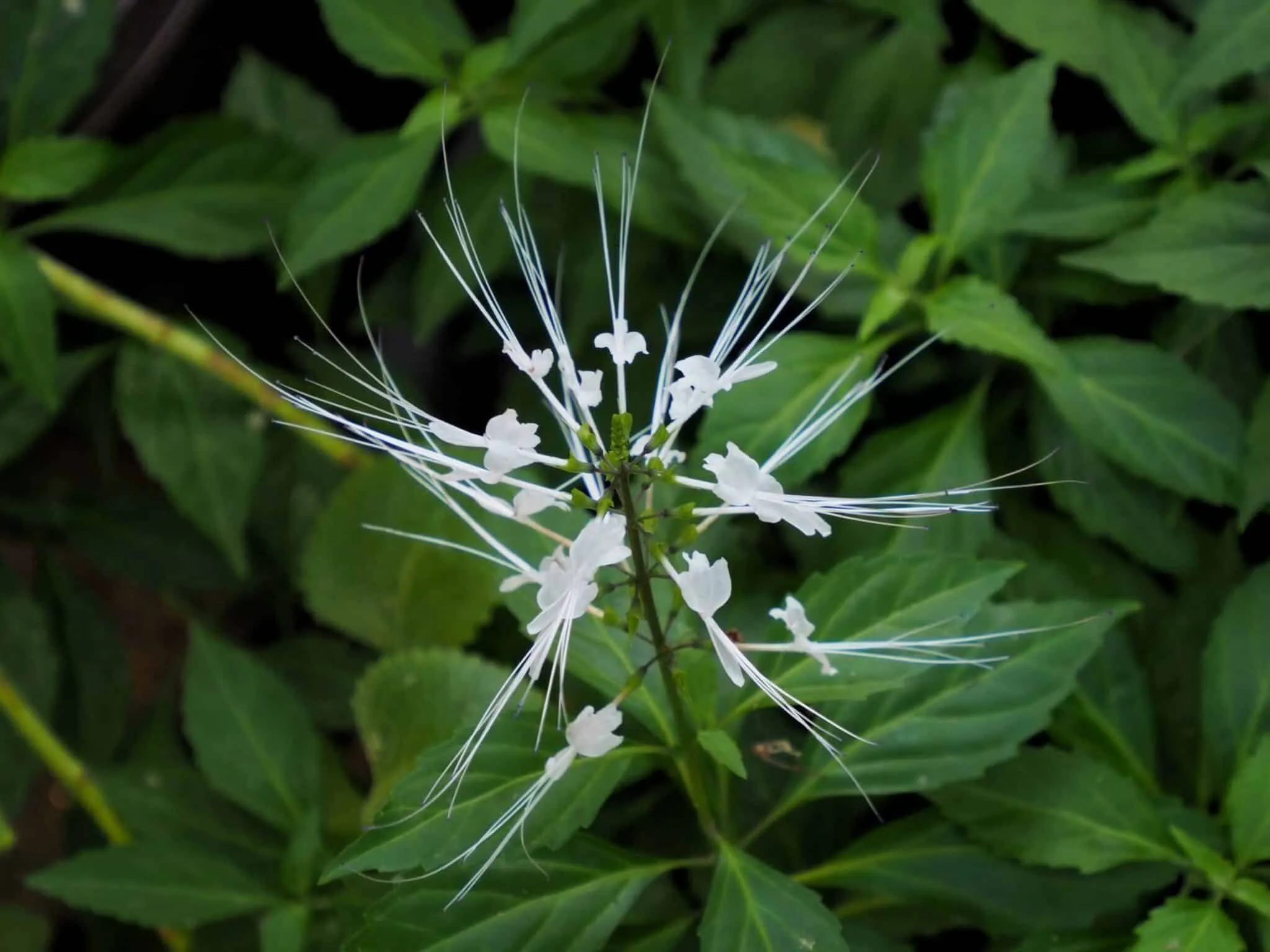 Orthosiphon Stamineus Extract