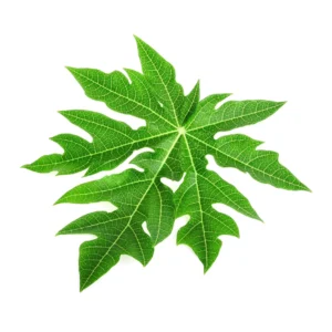 Papaya-Leaf