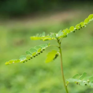 Phyllanthus Niruri Extract