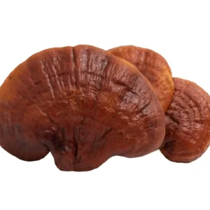 Reishi Mushroom Extract