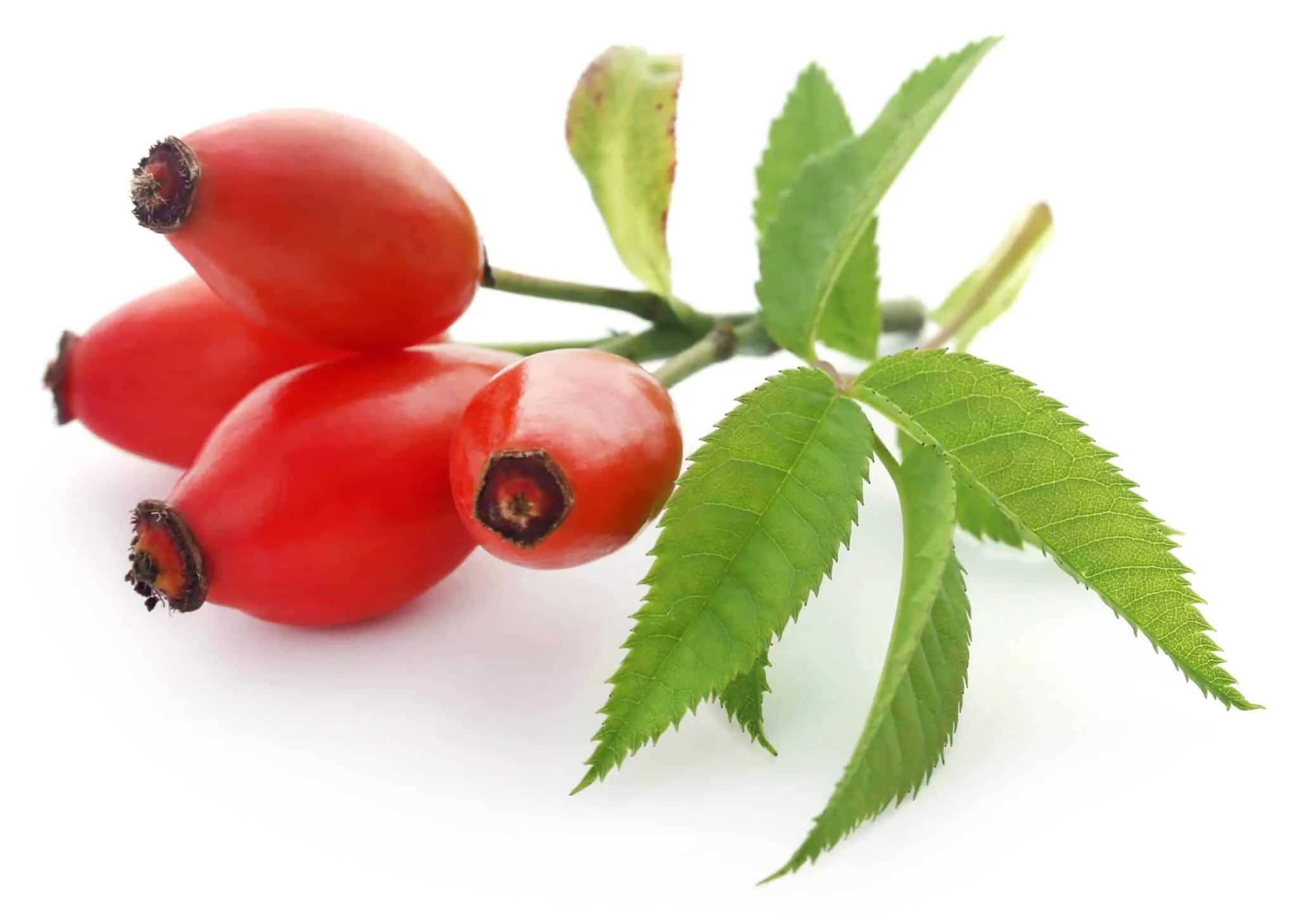 Rosehip Extract