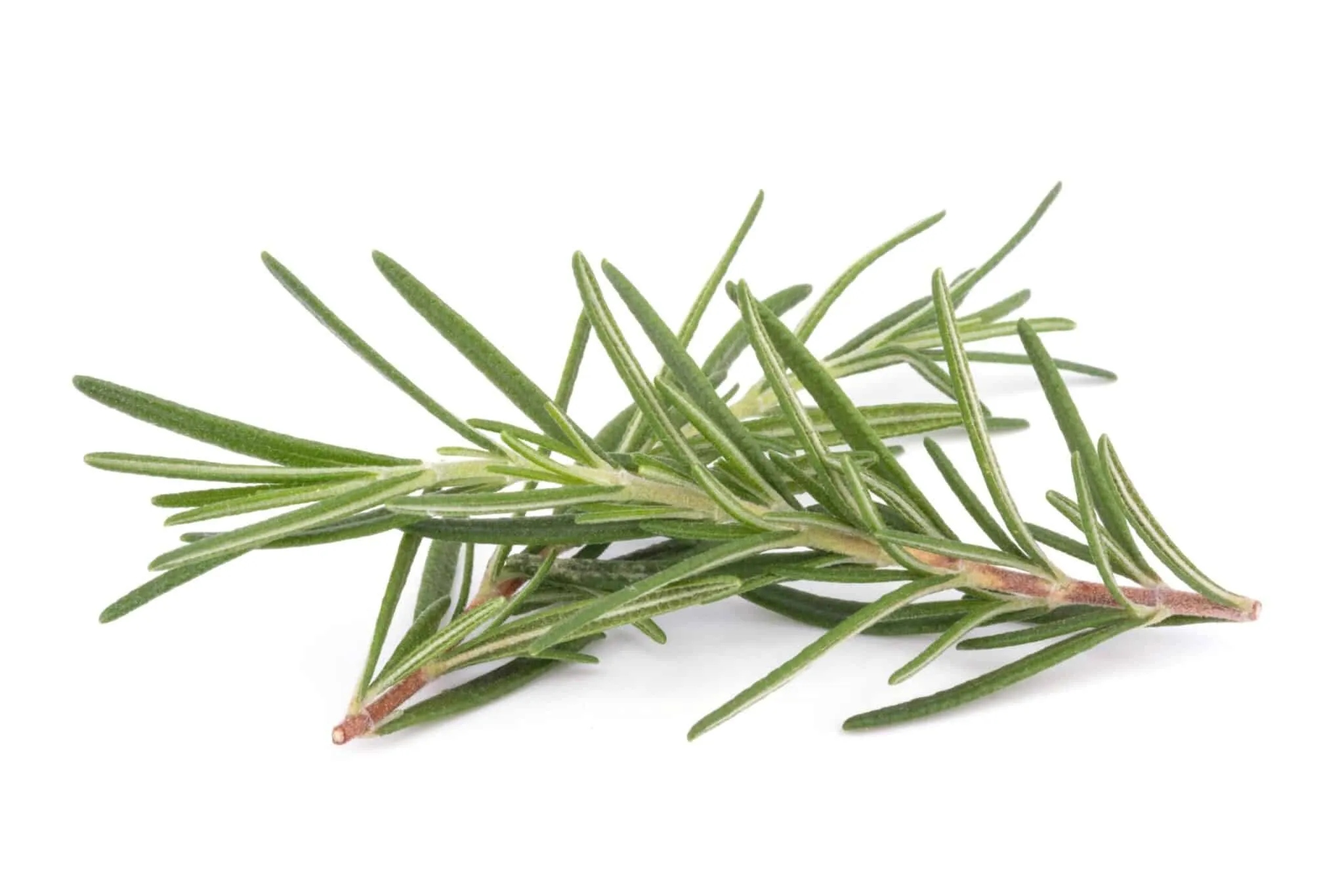 Rosemary Essential Oil