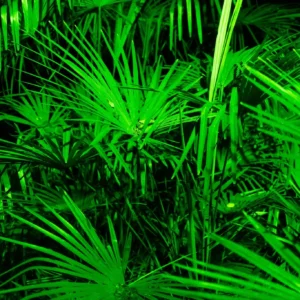 Saw Palmetto Extract