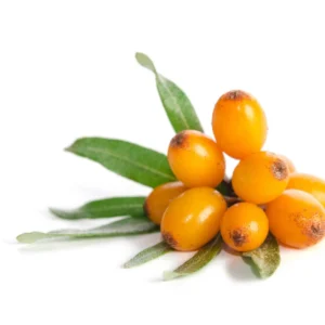 Sea Buckthorn Extract