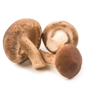 Shiitake Extract